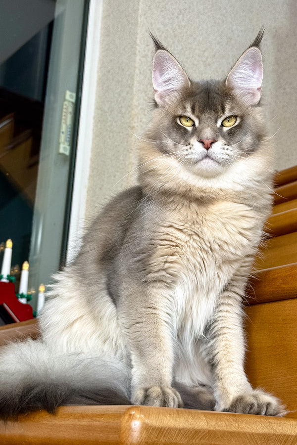 Villamon | Golden Maine Coon Kitten