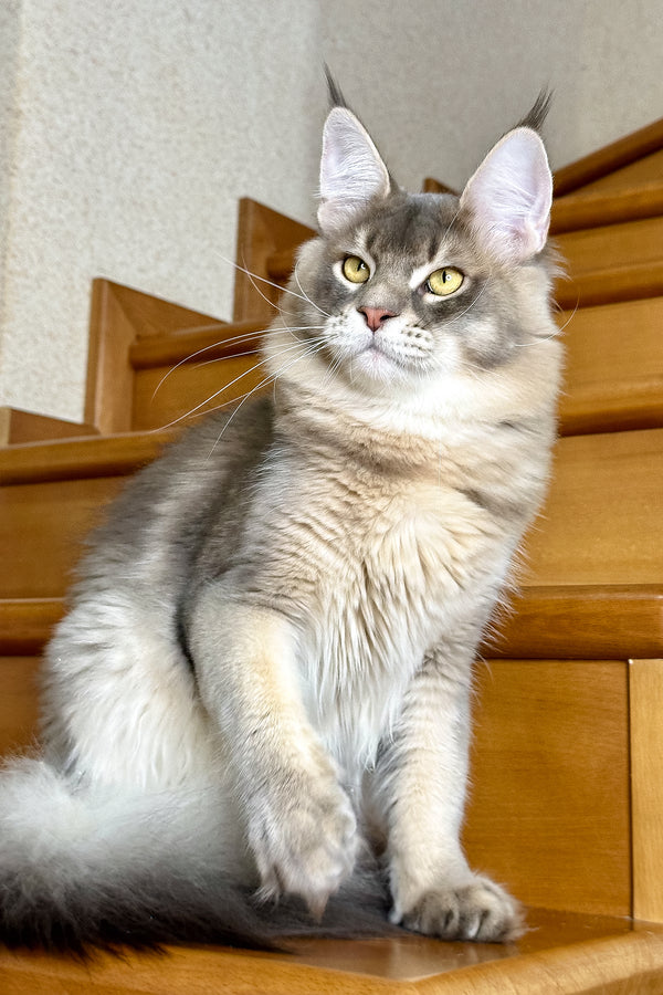 Villamon | Golden Maine Coon Kitten