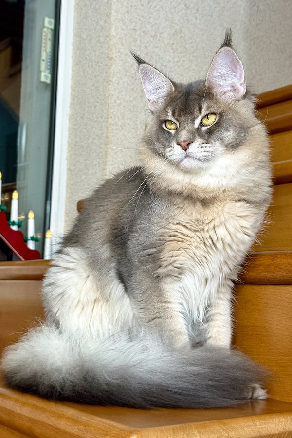 Villamon | Golden Maine Coon Kitten