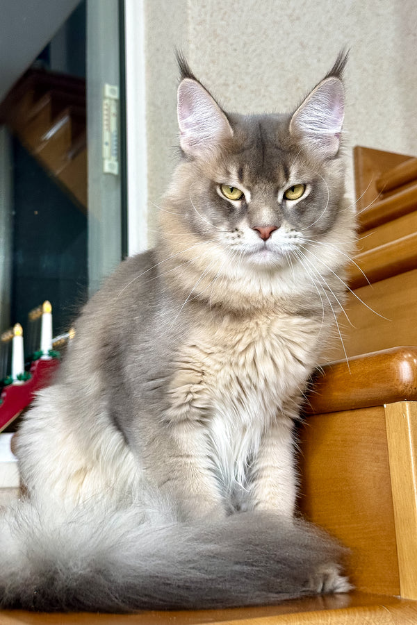 Villamon | Golden Maine Coon Kitten