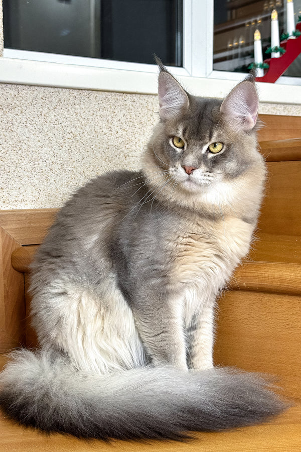 Villamon | Golden Maine Coon Kitten