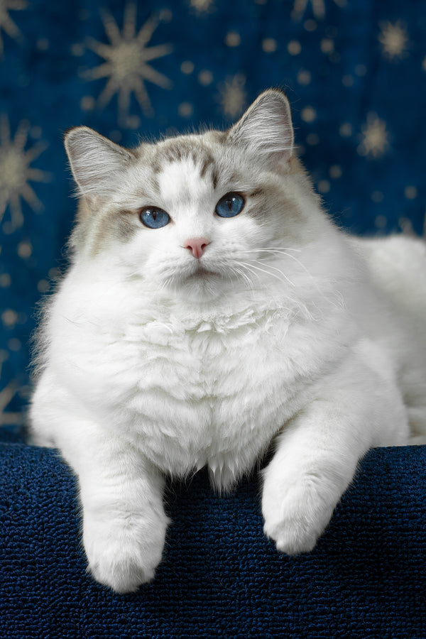 Vinay | Ragdoll Kitten