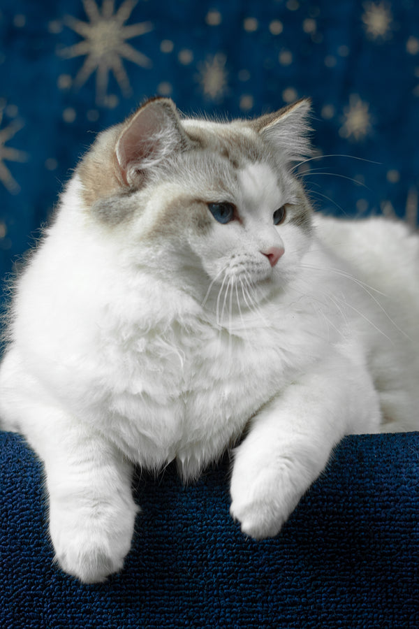 Vinay | Ragdoll Kitten