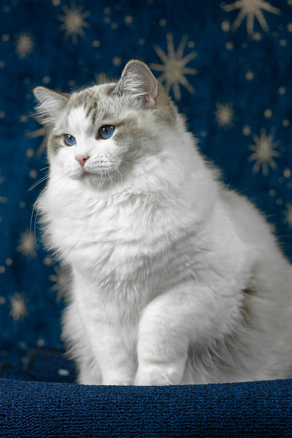 Vinay | Ragdoll Kitten