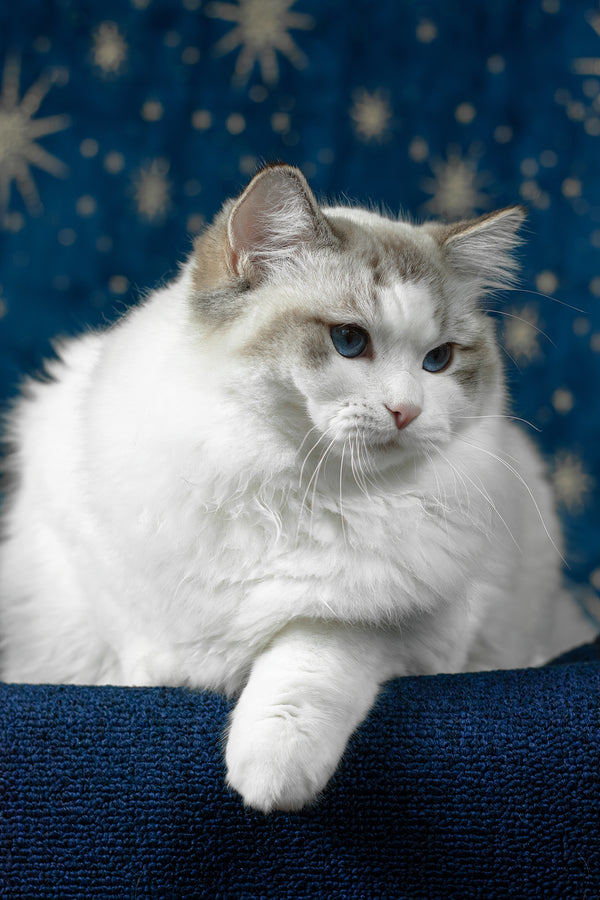 Vinay | Ragdoll Kitten