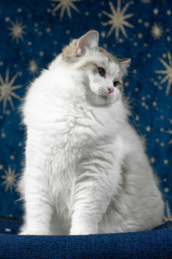 Vinay | Ragdoll Kitten