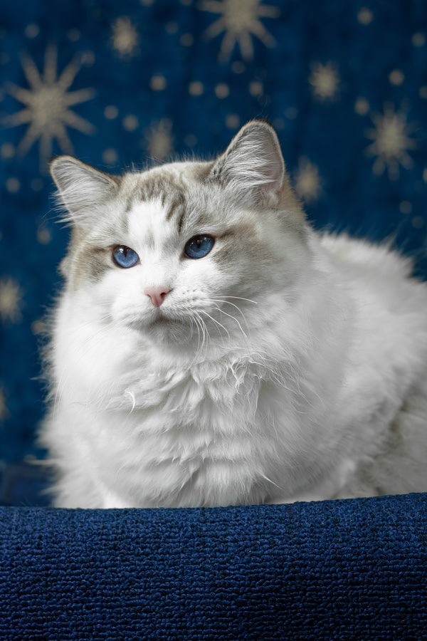 Vinay | Ragdoll Kitten