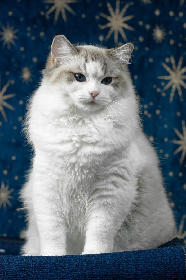 Vinay | Ragdoll Kitten