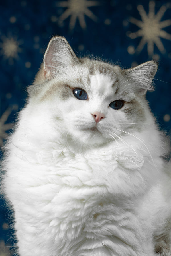 Vinay | Ragdoll Kitten