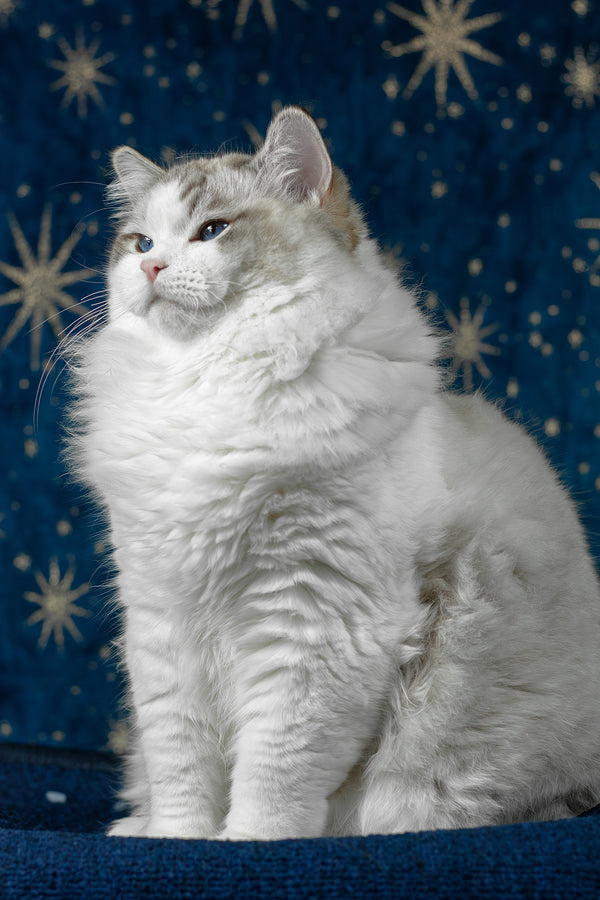 Vinay | Ragdoll Kitten