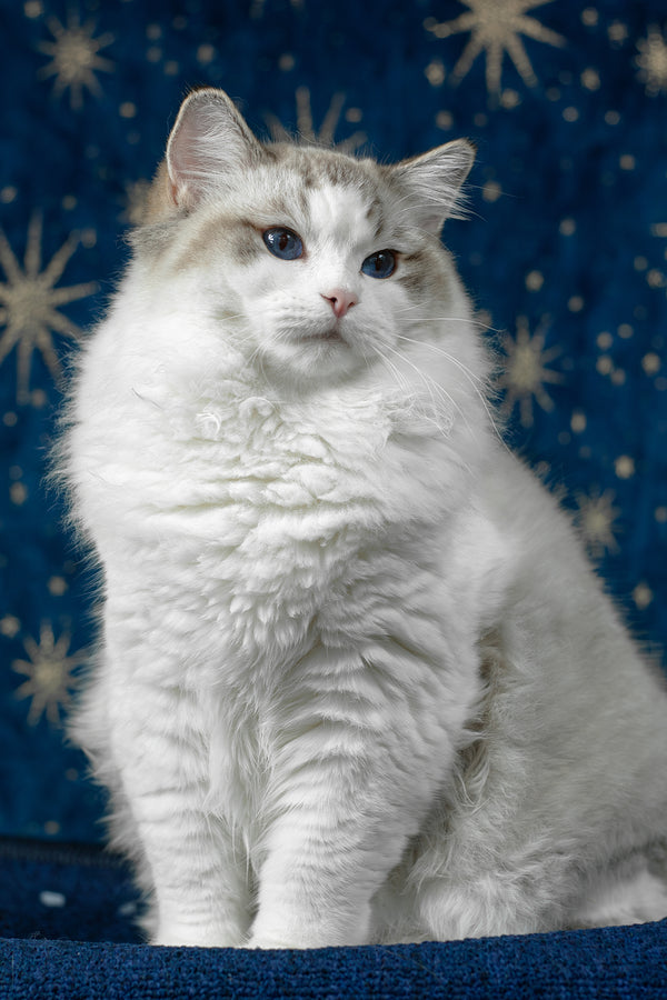 Vinay | Ragdoll Kitten