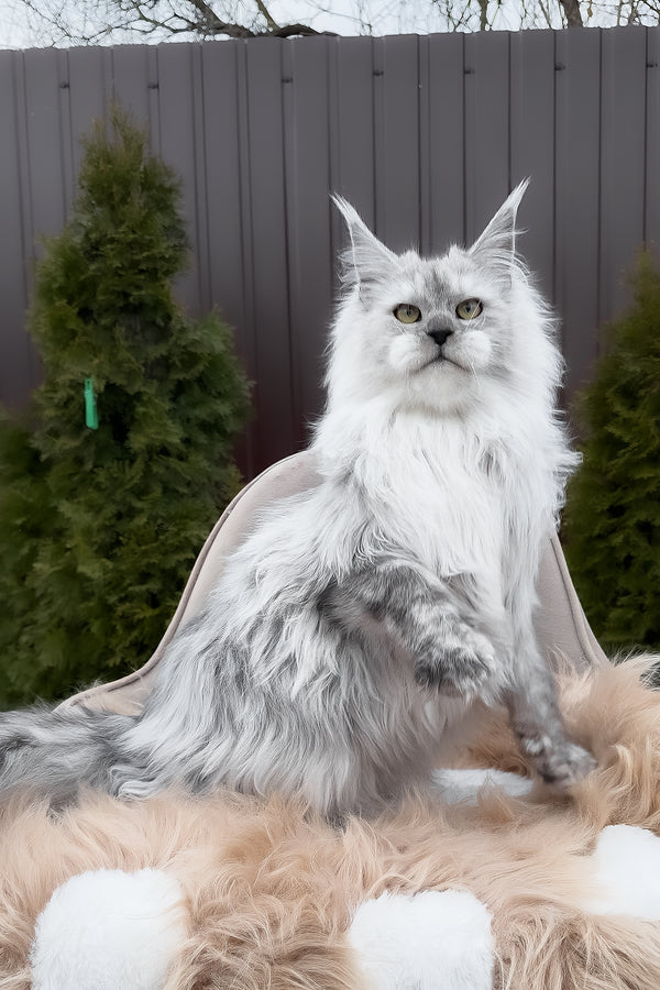 Vincent | Maine Coon Kitten