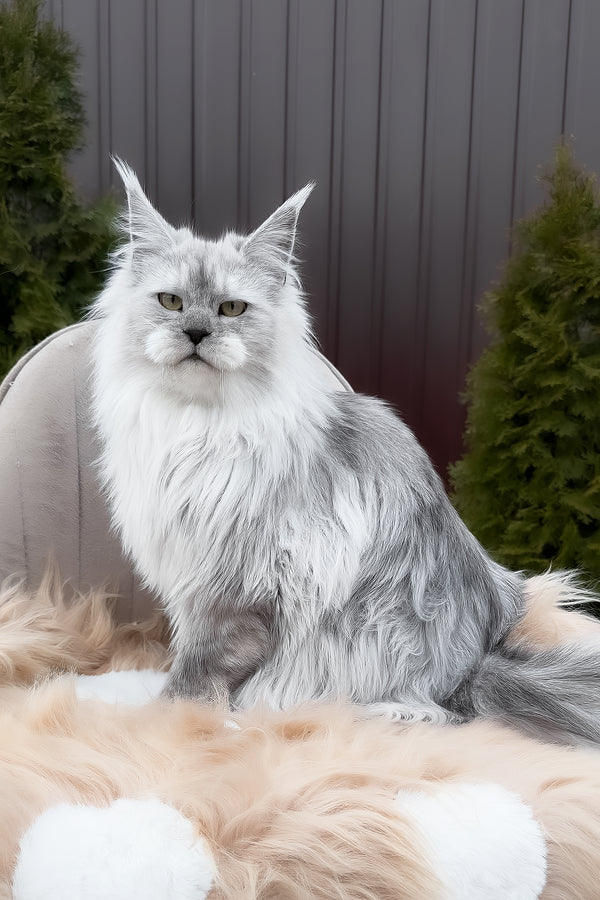 Vincent | Maine Coon Kitten