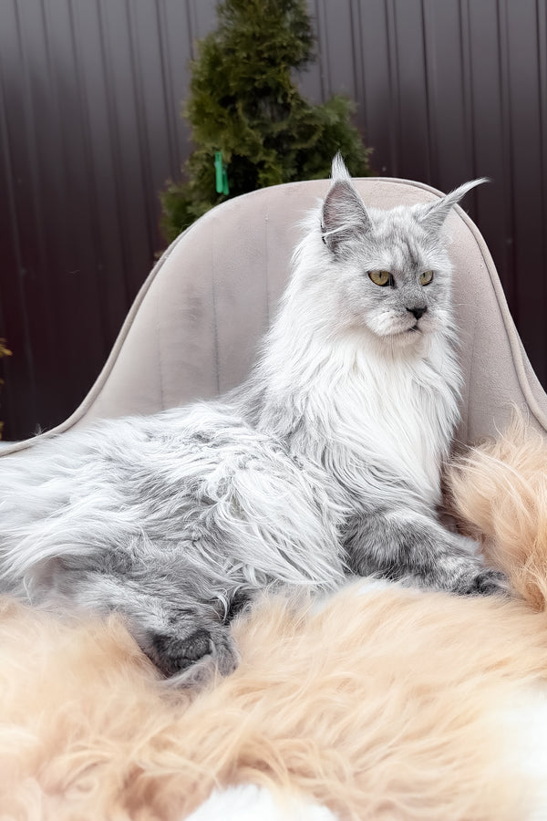 Vincent | Maine Coon Kitten