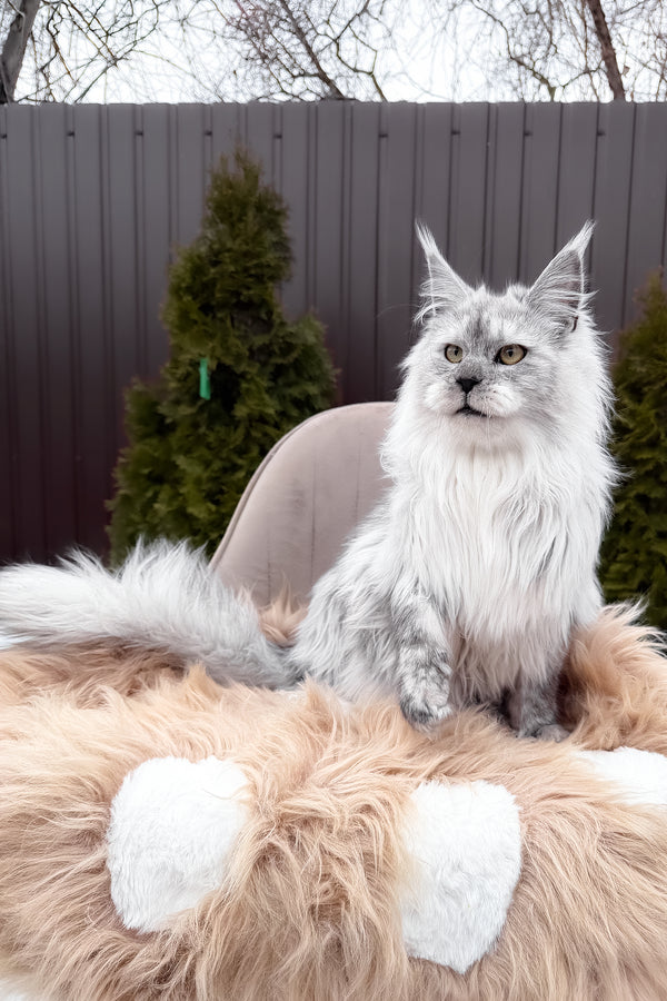 Vincent | Maine Coon Kitten