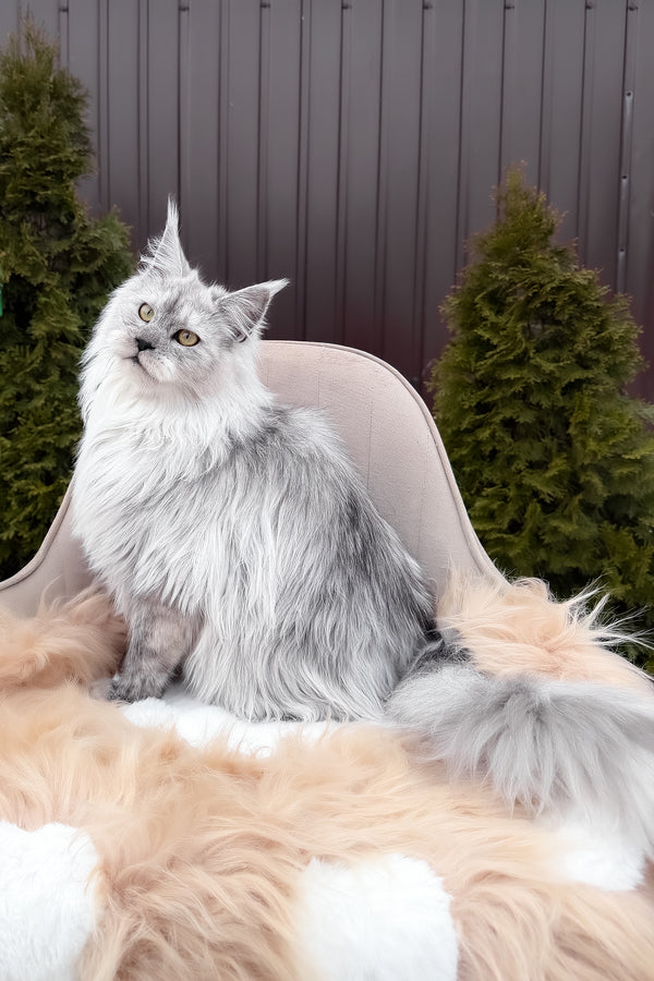 Vincent | Maine Coon Kitten