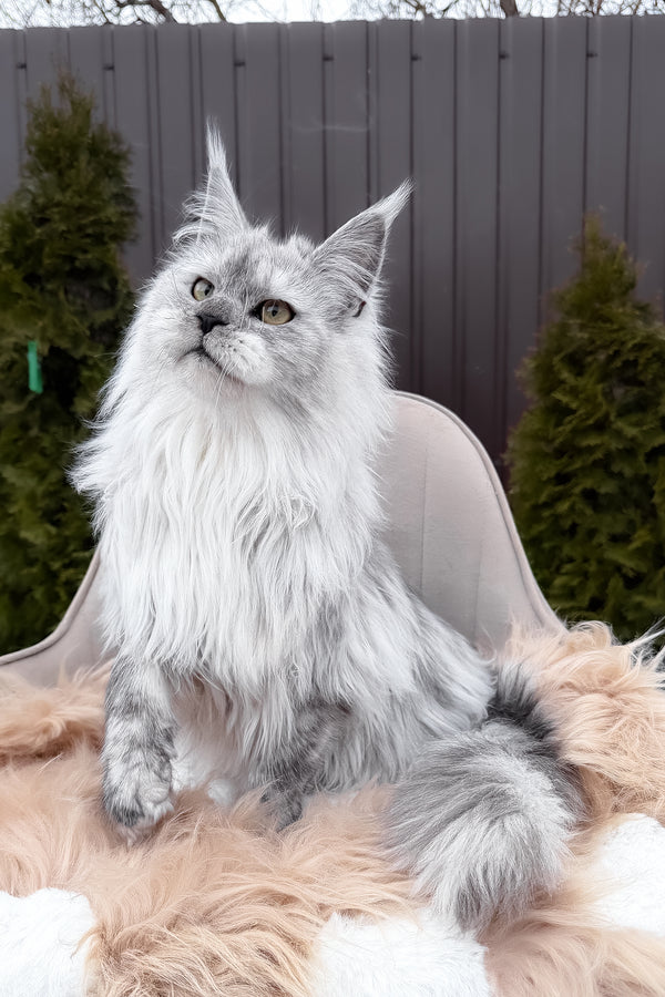 Vincent | Maine Coon Kitten