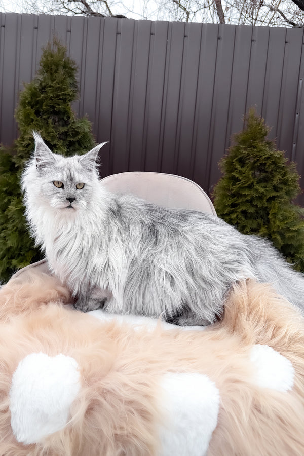 Vincent | Maine Coon Kitten