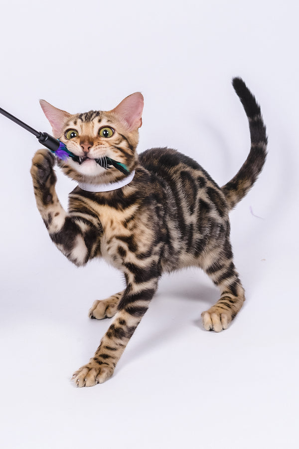 Vincenzo | Bengal Kitten