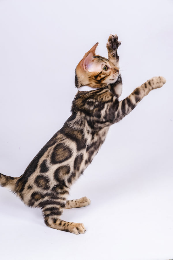 Vincenzo | Bengal Kitten
