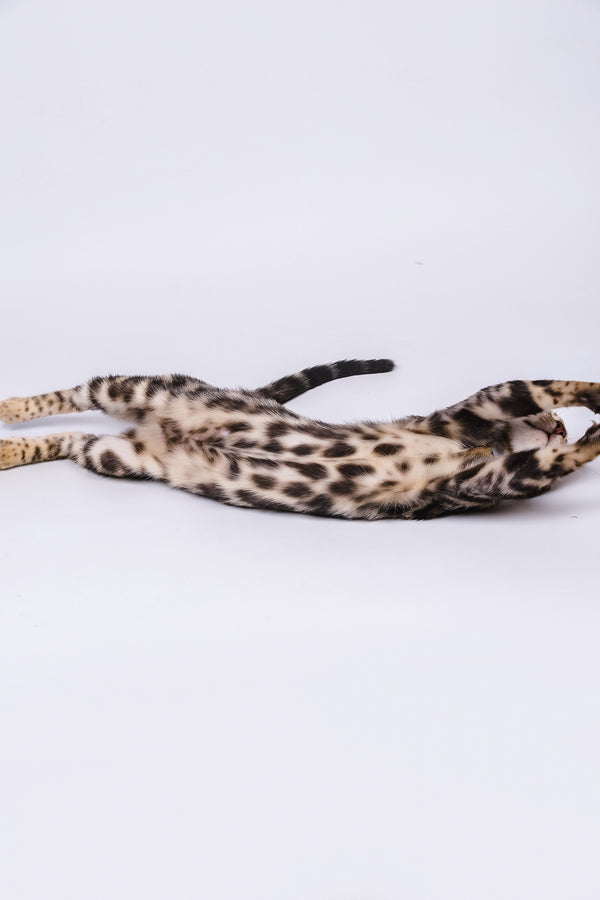 Vincenzo | Bengal Kitten