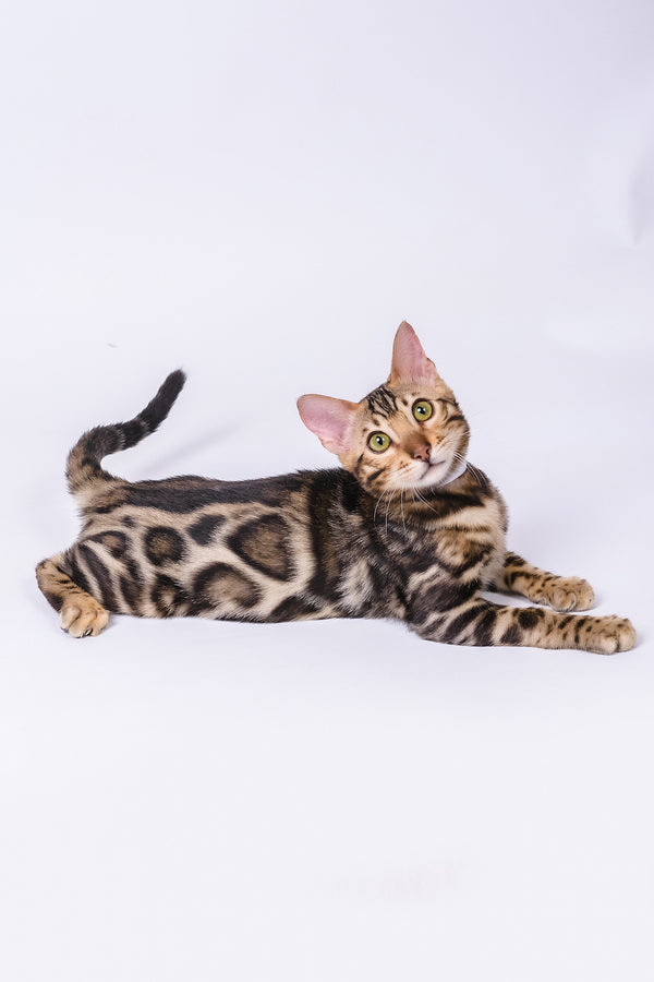 Vincenzo | Bengal Kitten