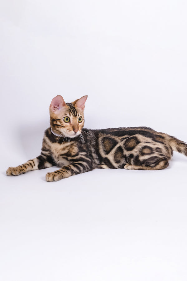Vincenzo | Bengal Kitten
