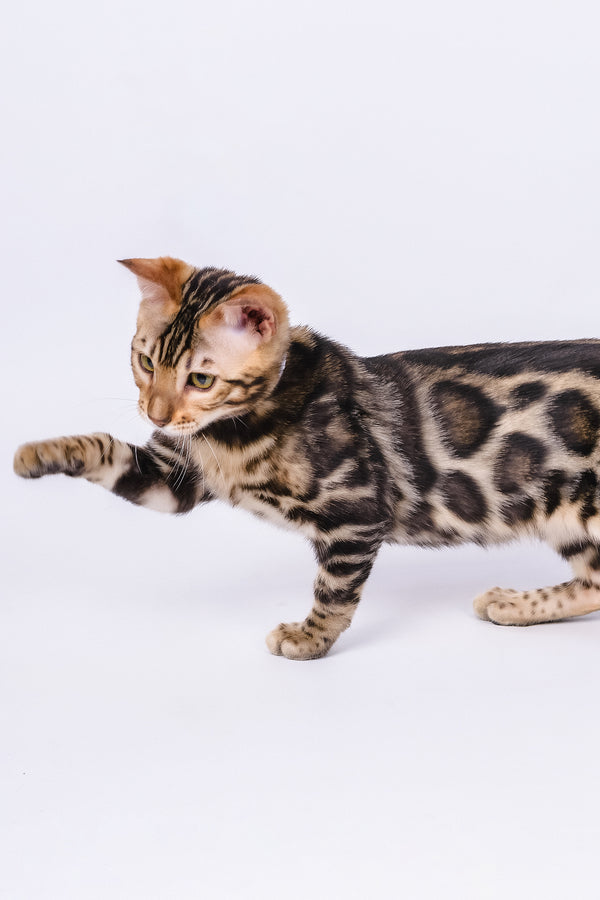 Vincenzo | Bengal Kitten