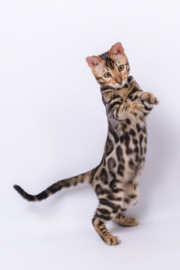 Vincenzo | Bengal Kitten