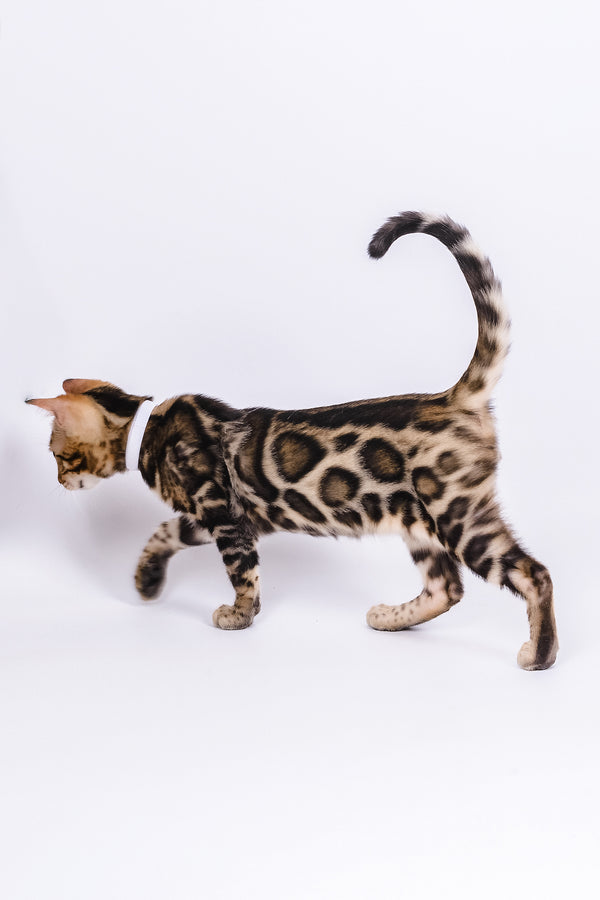 Vincenzo | Bengal Kitten