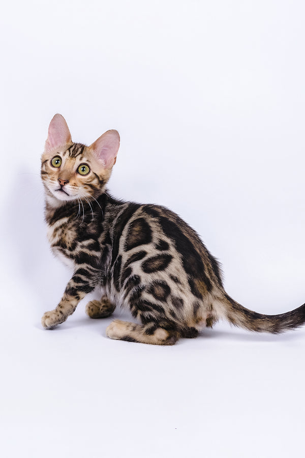 Vincenzo bengal kitten with striking golden eyes and tan black rosette coat perfect for purebred kitties adoption journey