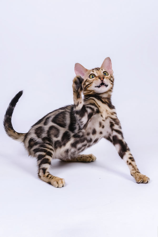 A playful vincenzo bengal kitten with golden eyes and spotted coat captured mid-stretch for your adoption journey