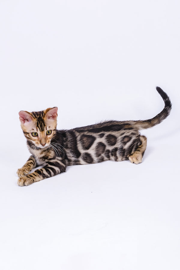 Vincenzo bengal kitten with golden eyes and dark spotted coat ready for your purebred kitties adoption journey