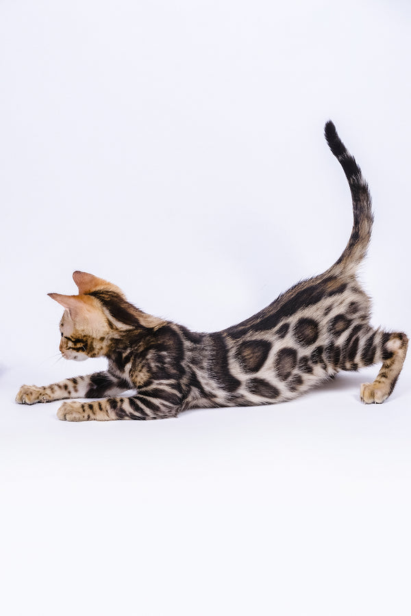 A sleek bengal kitten named vincenzo with black and gold spotted fur stretches against a white background perfect for purebred kitties adoption journey