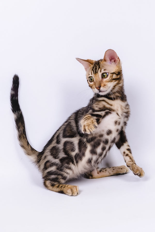 A young bengal kitten named vincenzo with golden eyes and spotted sleek coat perfect for your adoption journey of purebred kitties