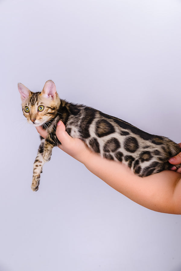 A sleek bengal kitten named vincenzo with golden eyes and dark brown spots held gently during adoption journey of purebred kitties