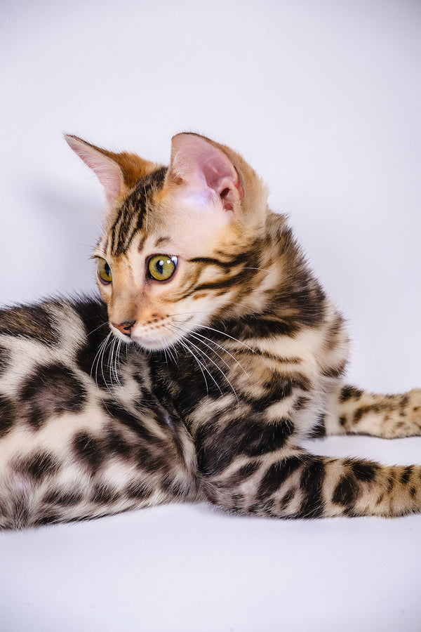 A bengal kitten named vincenzo with sleek dark brown rosettes and green eyes perfect for your adoption journey of purebred kitties