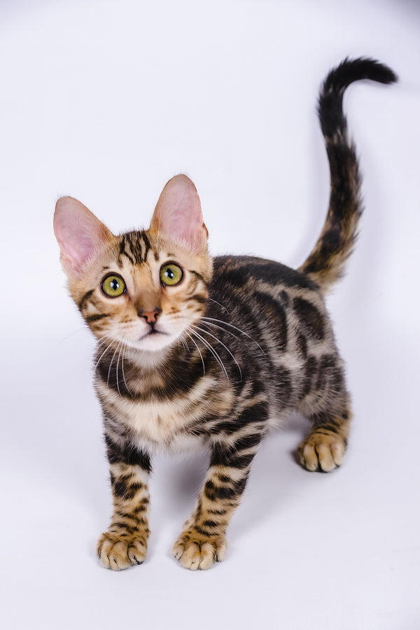 A young bengal kitten named vincenzo with green eyes and a sleek spotted coat for your adoption journey of purebred kitties