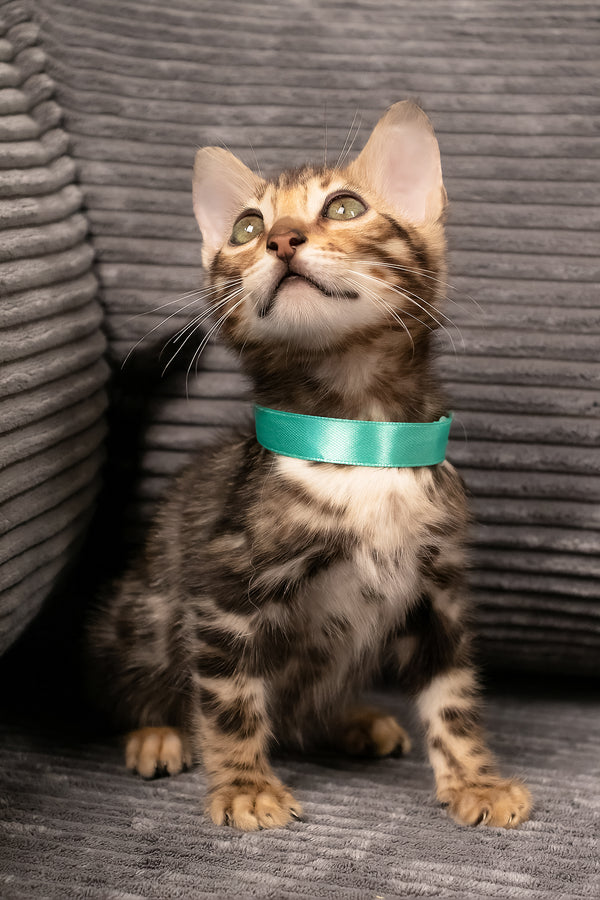 Vincenzo | Bengal Kitten