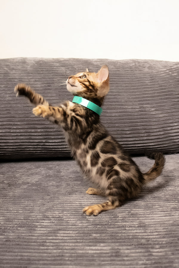 Vincenzo | Bengal Kitten