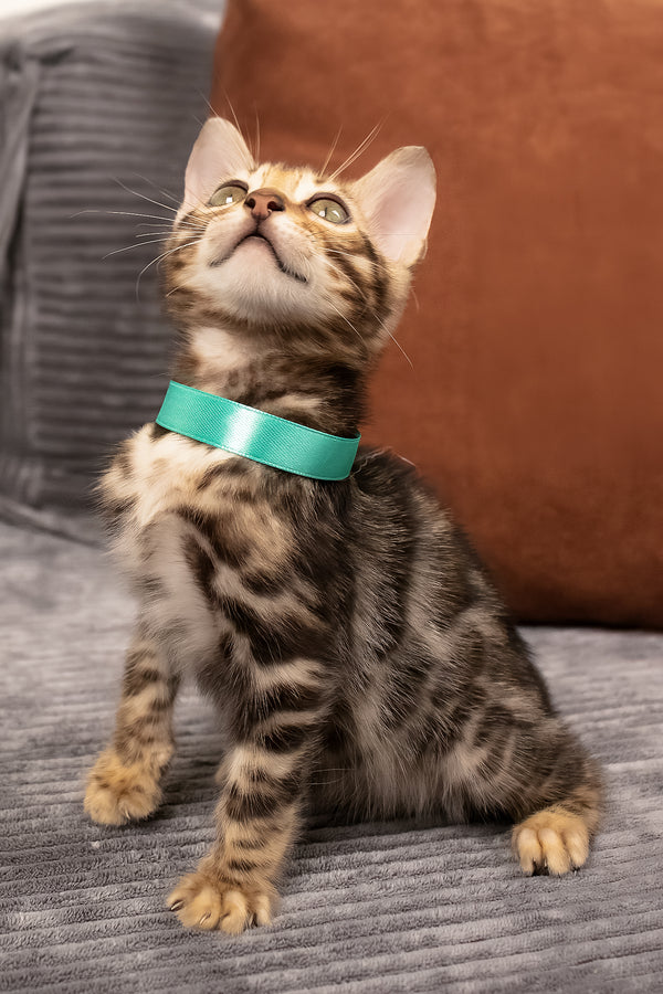 Vincenzo | Bengal Kitten
