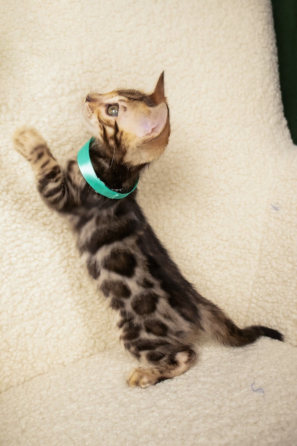 Vincenzo | Bengal Kitten