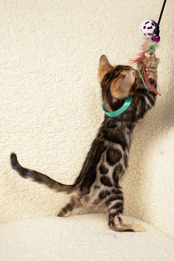 Vincenzo | Bengal Kitten