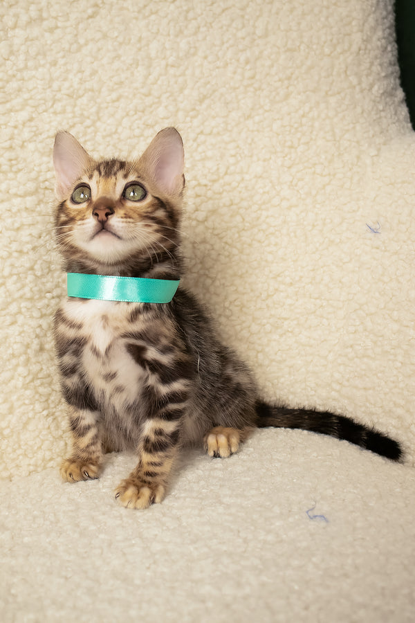 Vincenzo | Bengal Kitten