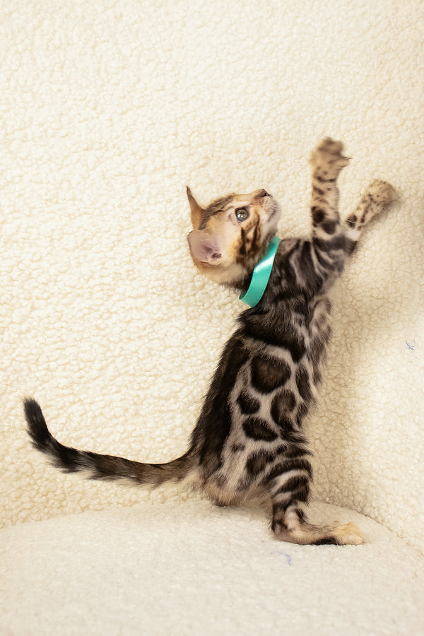 Vincenzo | Bengal Kitten