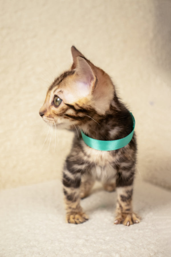 Vincenzo | Bengal Kitten
