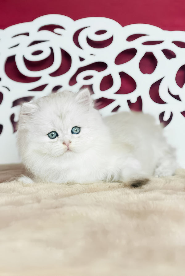 Vinnie | Scottish Straight Longhair Kitten