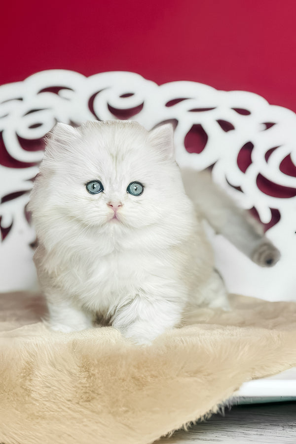 Vinnie | Scottish Straight Longhair Kitten