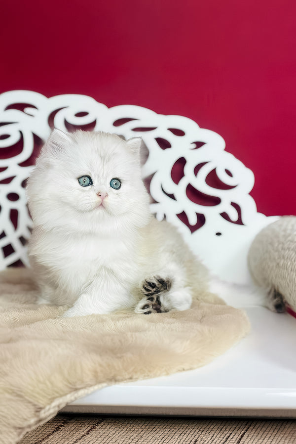 Vinnie | Scottish Straight Longhair Kitten