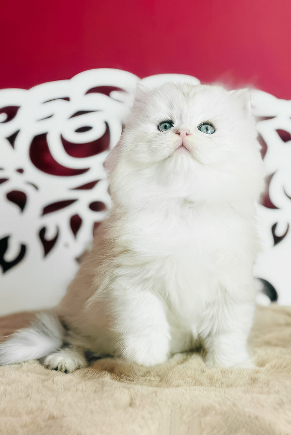 Vinnie | Scottish Straight Longhair Kitten